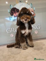 Mixed Breed dogs Toy/minture poodle - Advert 2