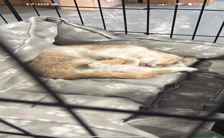 Mixed Breed cats - Advert 2