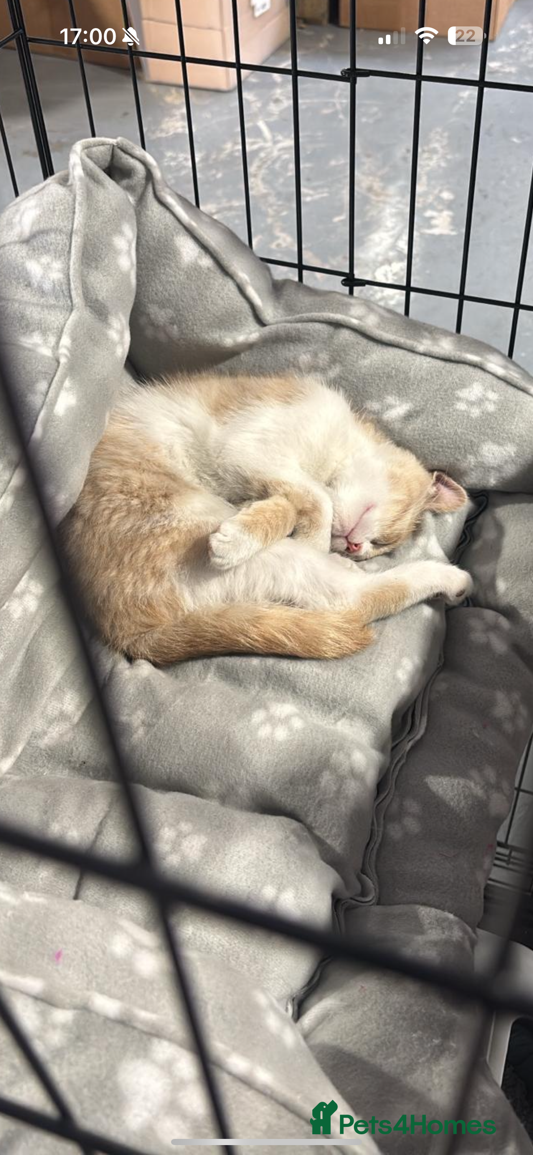 Mixed Breed cats for sale: Lovely male kitten  - Image 1
