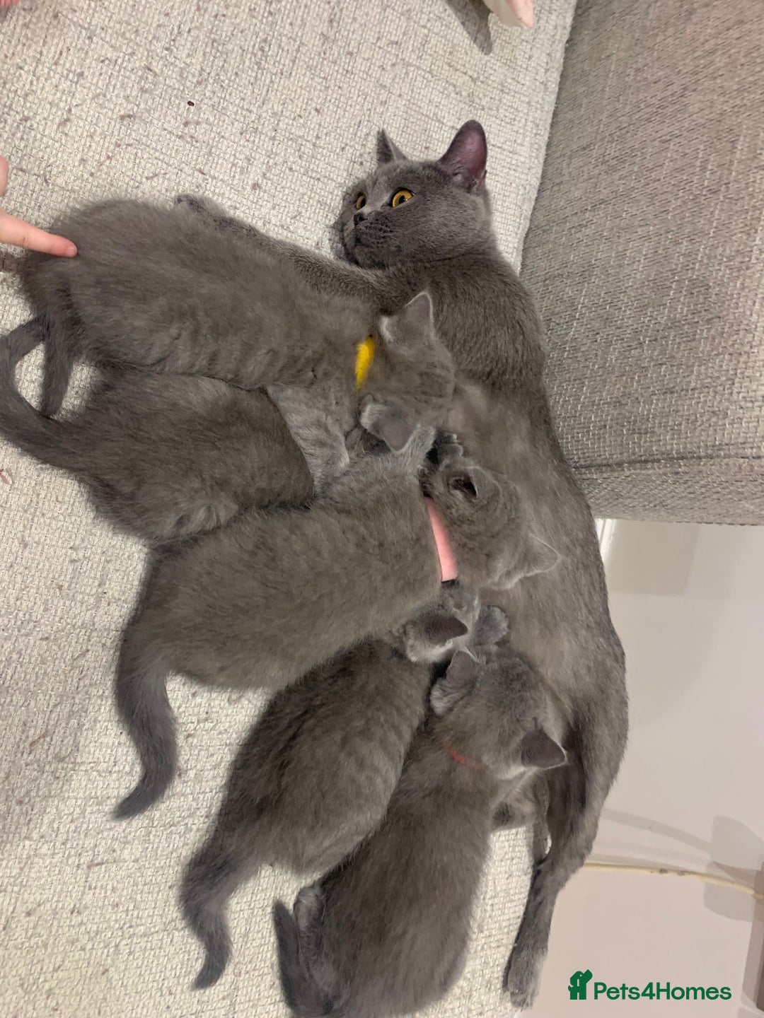 British Shorthair cats for sale: Make British blue  - Advert 3