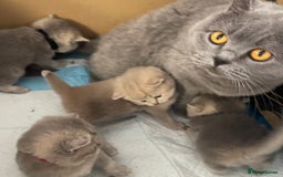 British Shorthair cats for sale: GCCF British Shorthair Kittens– Champion Lines - Image 31