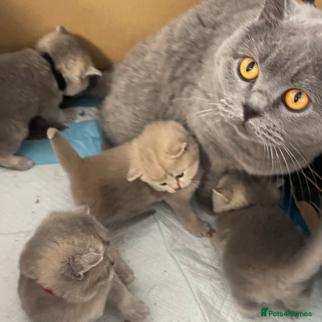 British Shorthair cats for sale: GCCF British Shorthair Kittens– Champion Lines - Image 31
