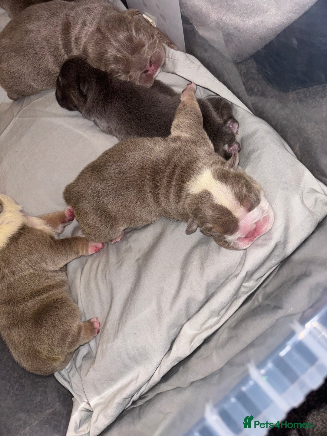 English Bulldog dogs for sale: 4 beautiful strong puppies - Advert 10