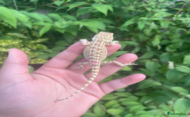 Dragon reptiles - Advert 1