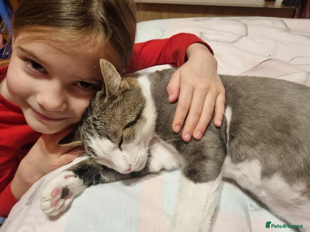 Mixed Breed cats for sale: TOMMY -a very friendly boy who needs a Loving Home - Advert 6