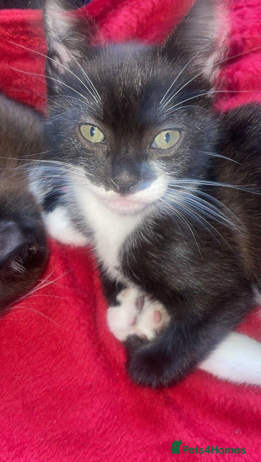 Mixed Breed cats for sale: Two beautifull kittens - Advert 13