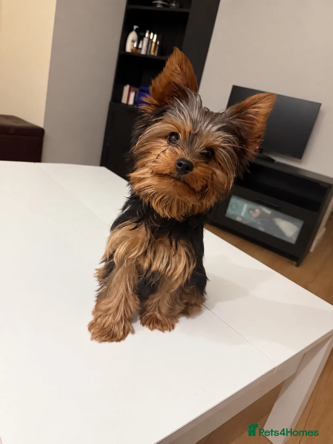 Yorkshire Terrier dogs for sale: Beautiful Yorkshire Terrier Girl Puppy - Advert 1
