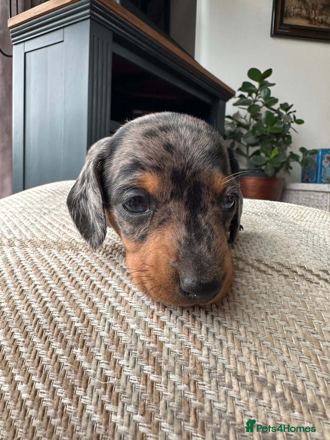 Miniature Dachshund dogs for sale: Ready Soon - Gorgeous KC Reg. Miniature Dachshund - Advert 29
