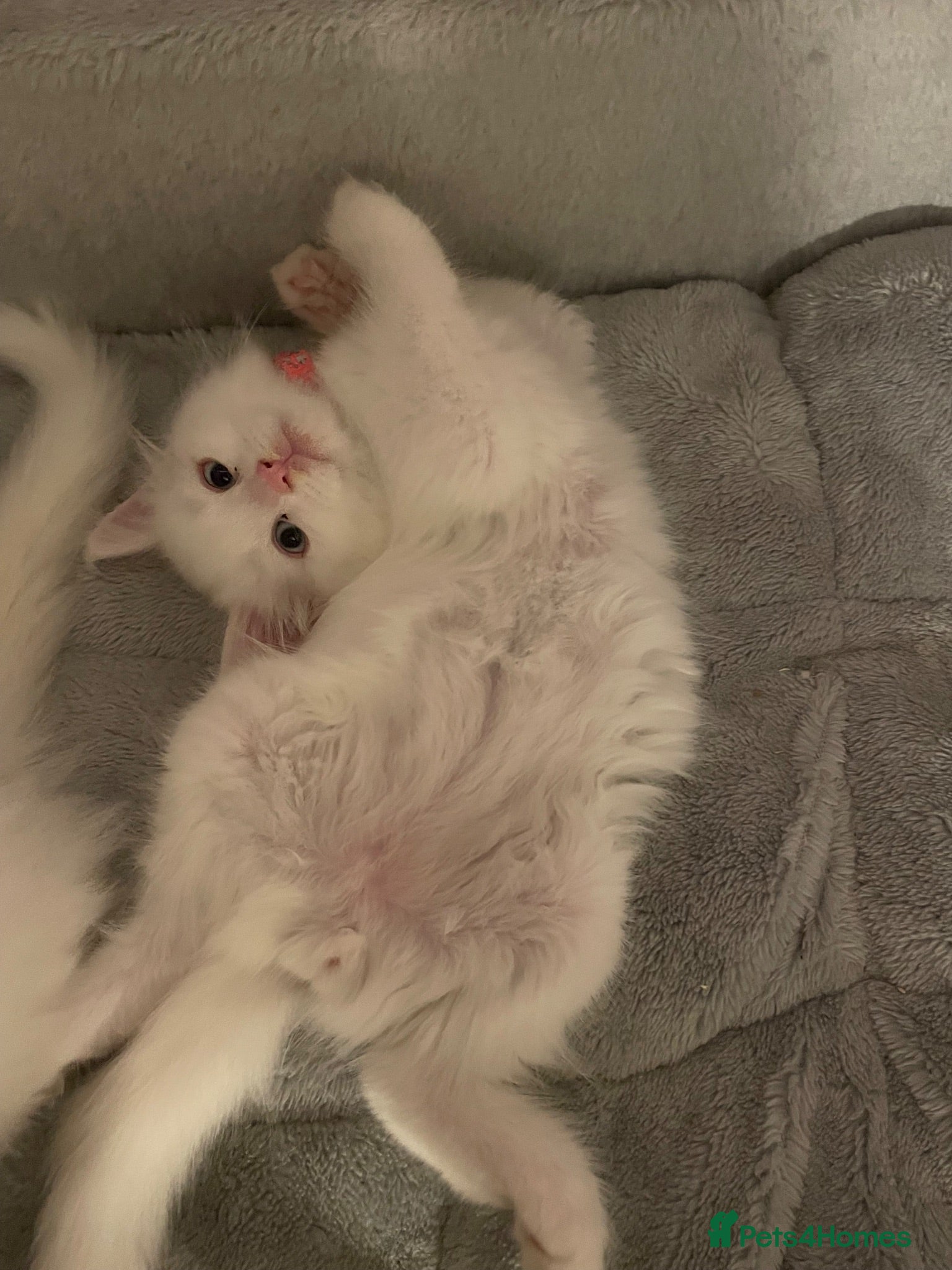 Maine Coon cats Purebred Maine Coons Looking For A Loving Home 😻 - Advert 2