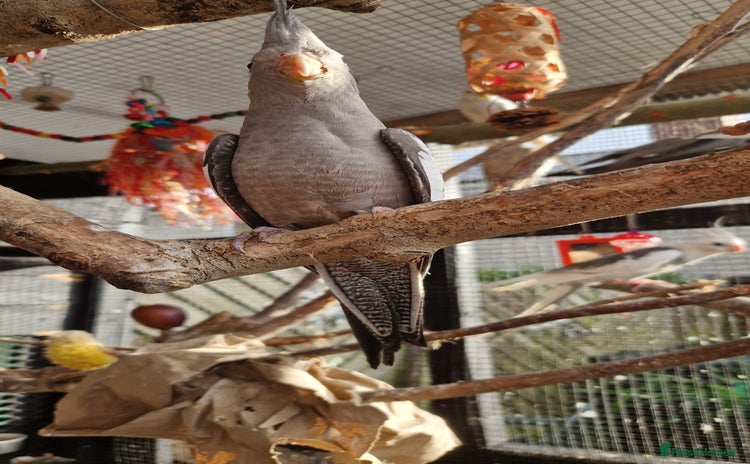 Cockatiels birds - Advert 3