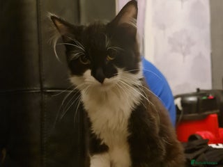 Mixed Breed cats 2 9 month old tuxedo fluffy kittens - Advert 1