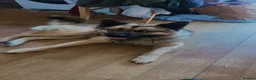 Norwegian Elkhound dogs for sale: Anyone looking for a big male dog  in Blackwood - Advert 7