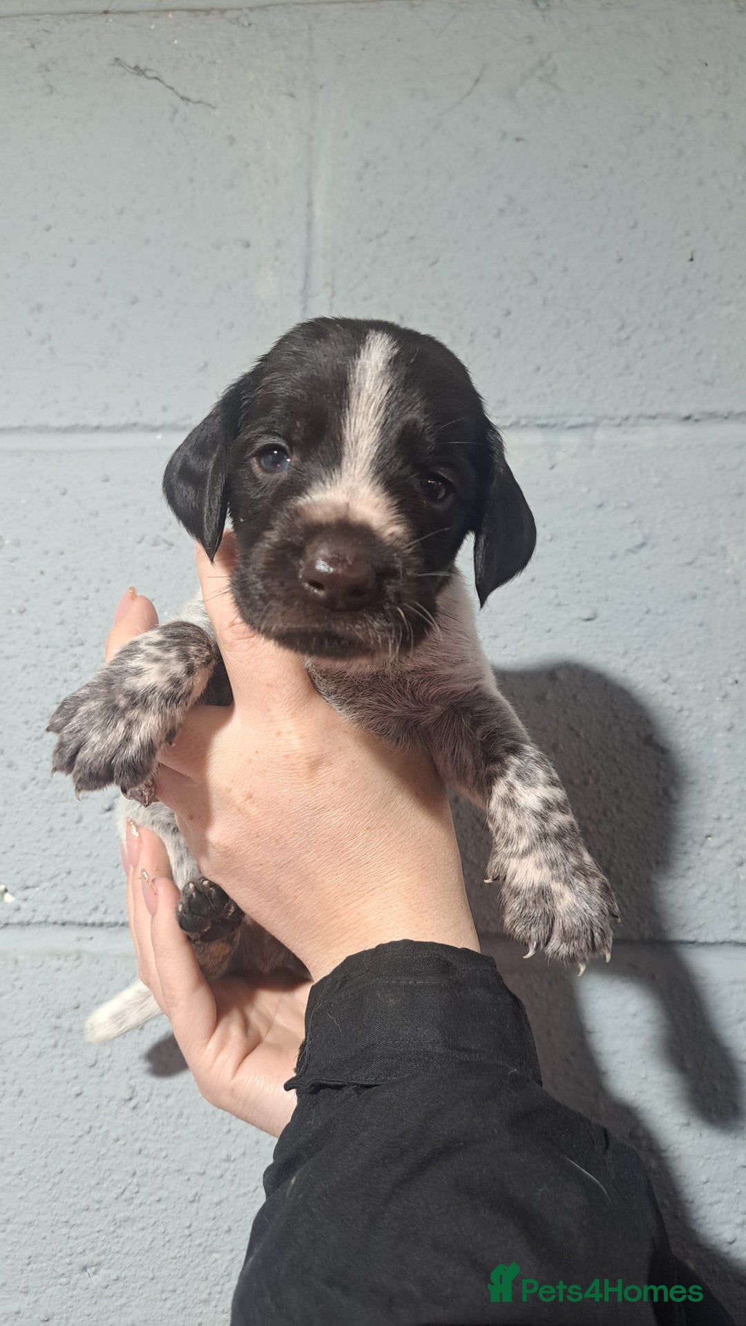 German Wirehaired Pointer dogs for sale: German Wirehaired Puppies 3Dogs READY NOW  in Consett - Image 28