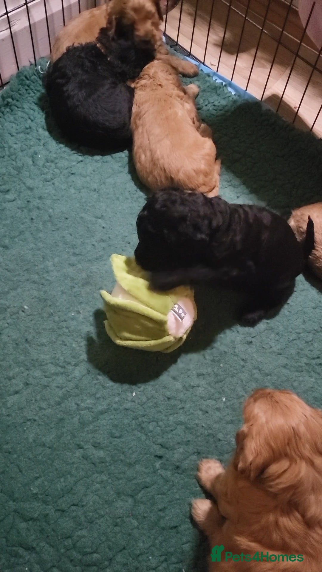 Labradoodle dogs for sale: Beautiful, Well Bred F1b Labradoodle Puppies - Image 19