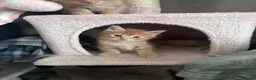 Mixed Breed cats for sale: 3 boy kittens  in Peterlee - Advert 4