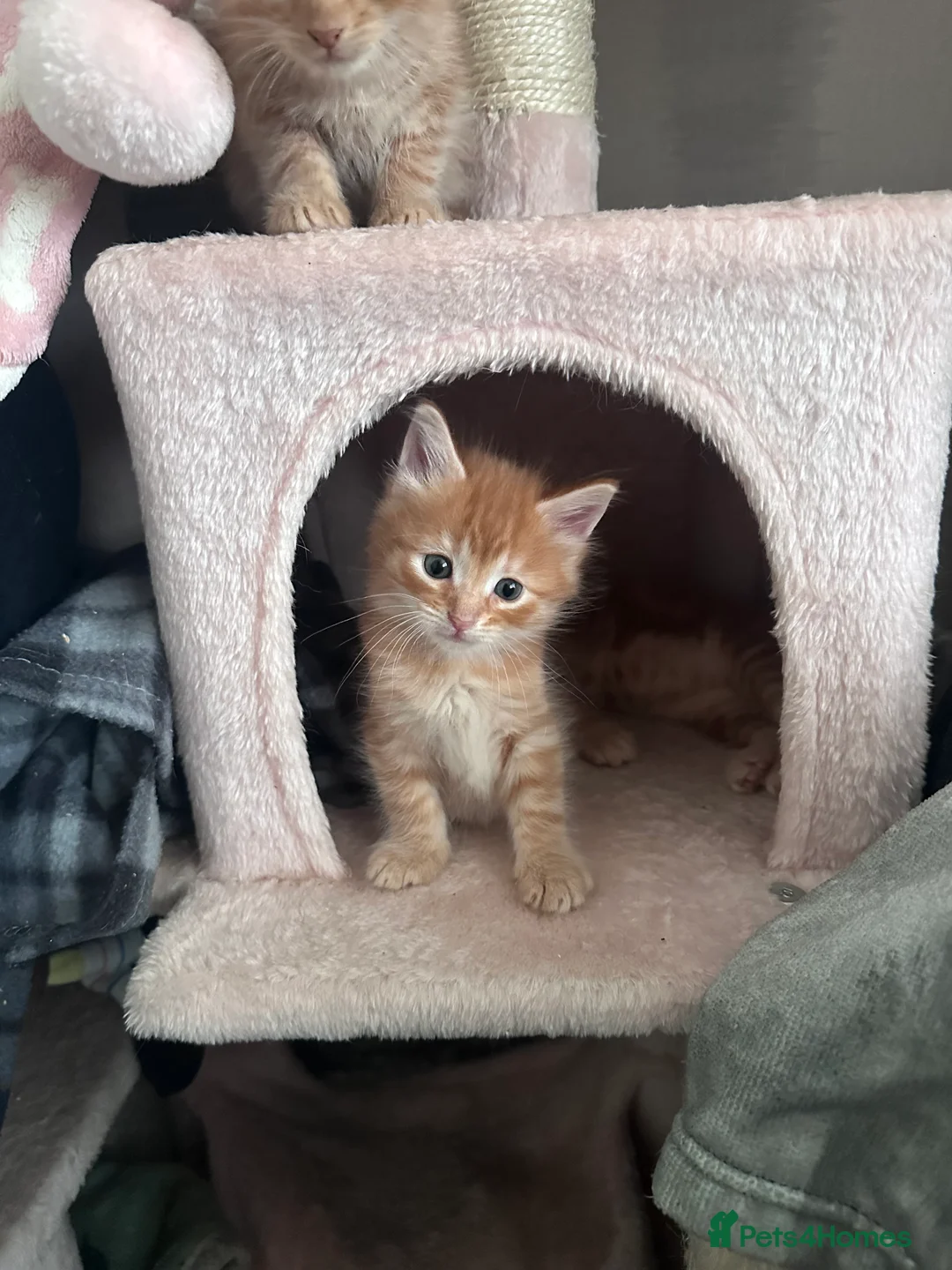 Mixed Breed cats for sale: 3 boy kittens  in Peterlee - Advert 4