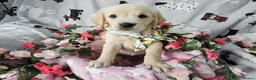 Golden Retriever dogs for sale: Beautiful KC Reg Golden Retriever Puppies - Advert 13