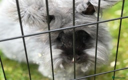 Angora rabbits for sale: female angora ready now  - Image 4