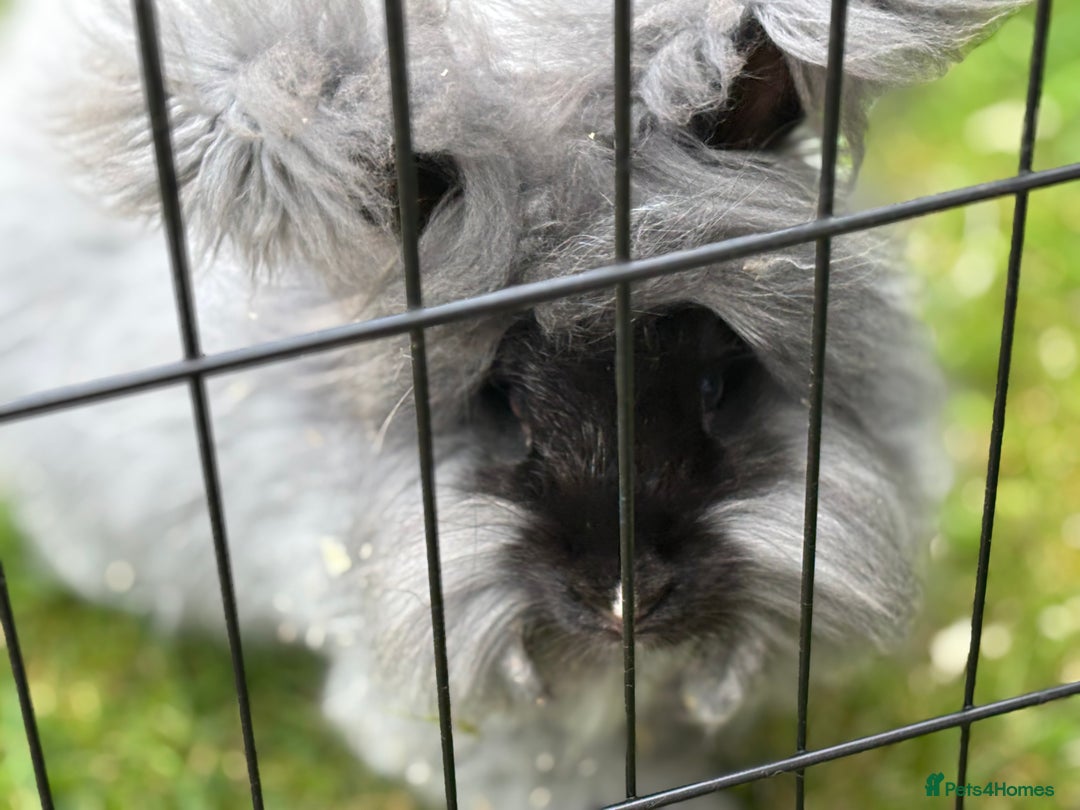 Angora rabbits for sale: female angora ready now  - Image 4