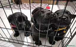Labrador Retriever dogs for sale: 2 beautiful male black labradors for sale.  - Advert 9