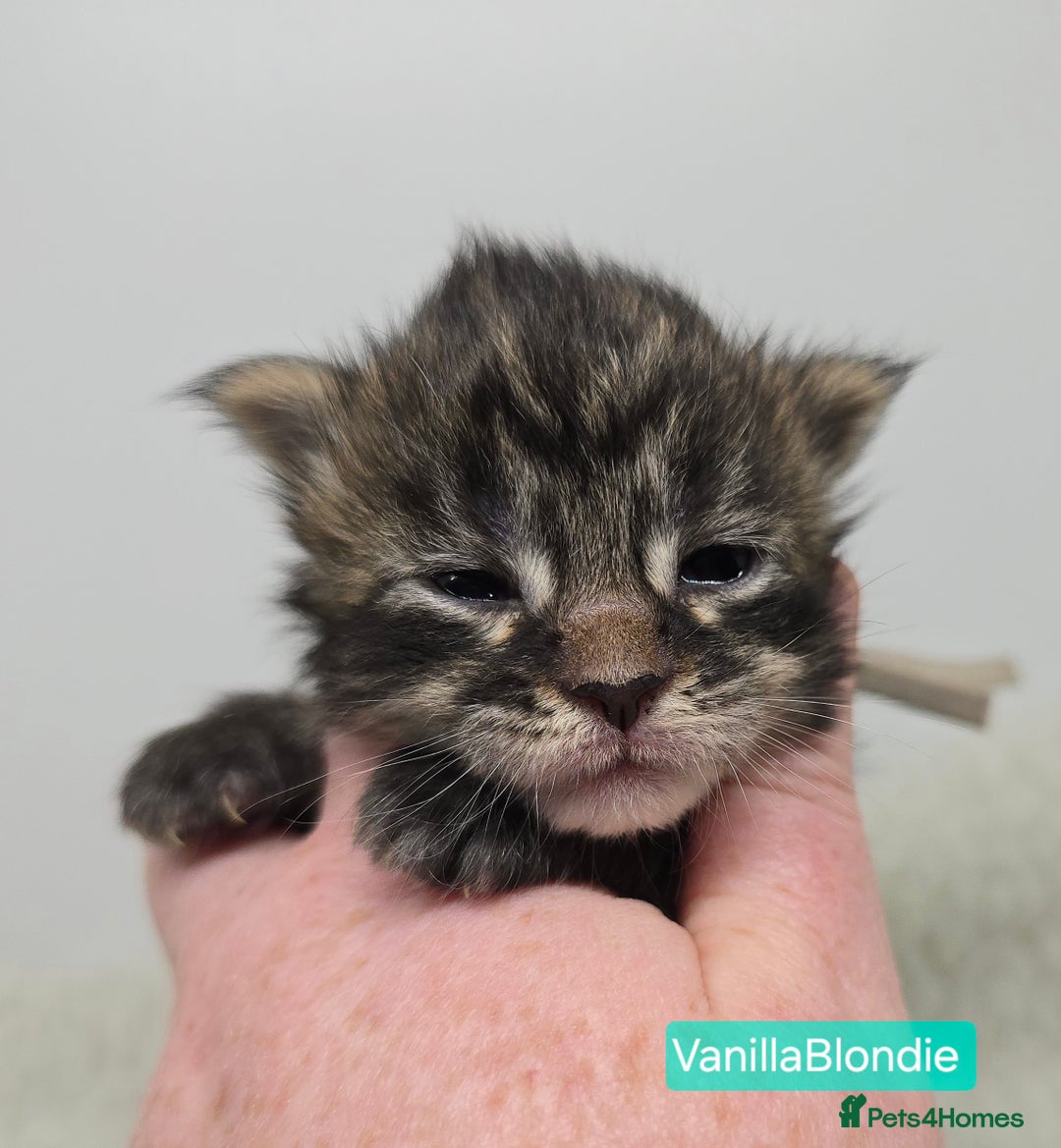 Maine Coon cats for sale: Maine Coon Kittens (Russian & Golden lines) - Advert 4