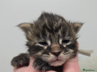 Maine Coon cats Maine Coon Kittens (Russian & Golden lines) - Advert 10