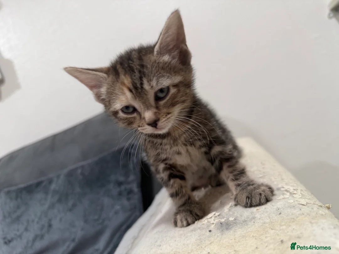 American Shorthair cats for sale: 5 beautiful kittens for sale  - Advert 8