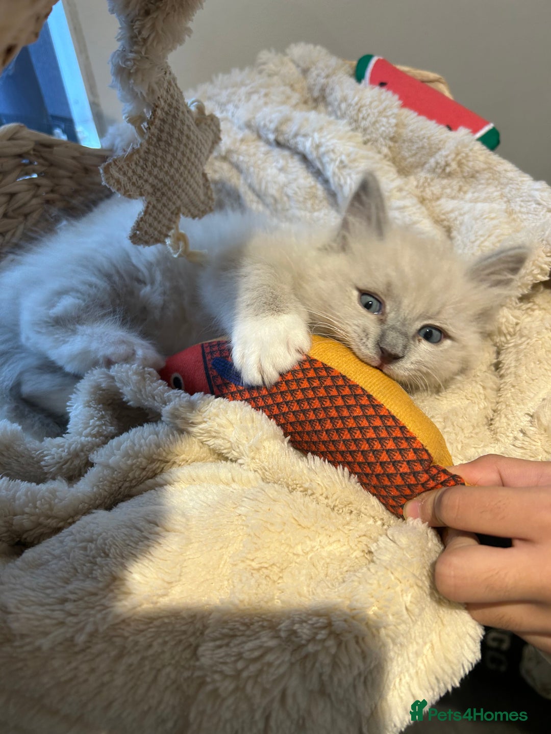 Ragdoll cats for sale: Blue mitted light mink  - Image 5