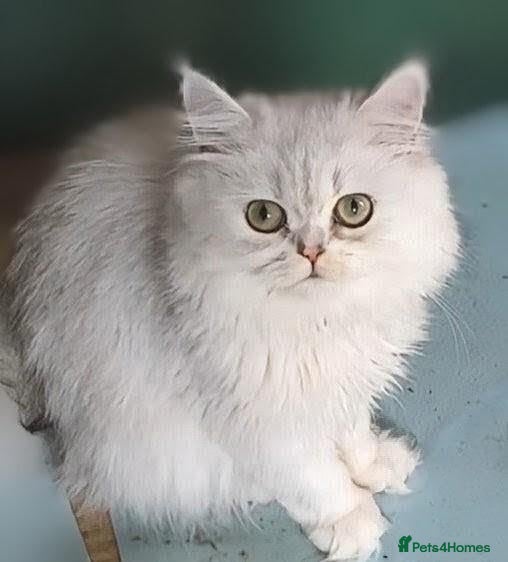 Persian cats  Persian Silver Shaded/Tipped kittens ready now - Advert 2