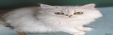 Persian 1