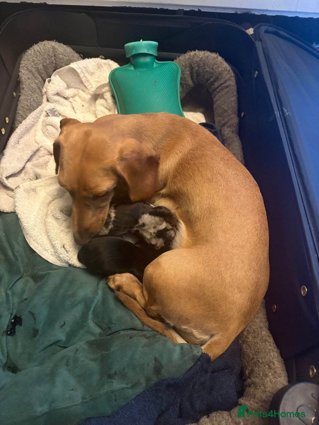 Miniature Dachshund dogs for sale: Miniature dachshund puppies  - Image 9