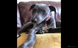 Whippet dogs for stud: BLUE PEDIGREE KC REGISTERED WHIPPET AT STUD in Salisbury - Image 9