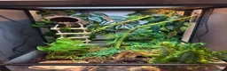 Gecko reptiles for sale: Loki the crested gecko  - Advert 4