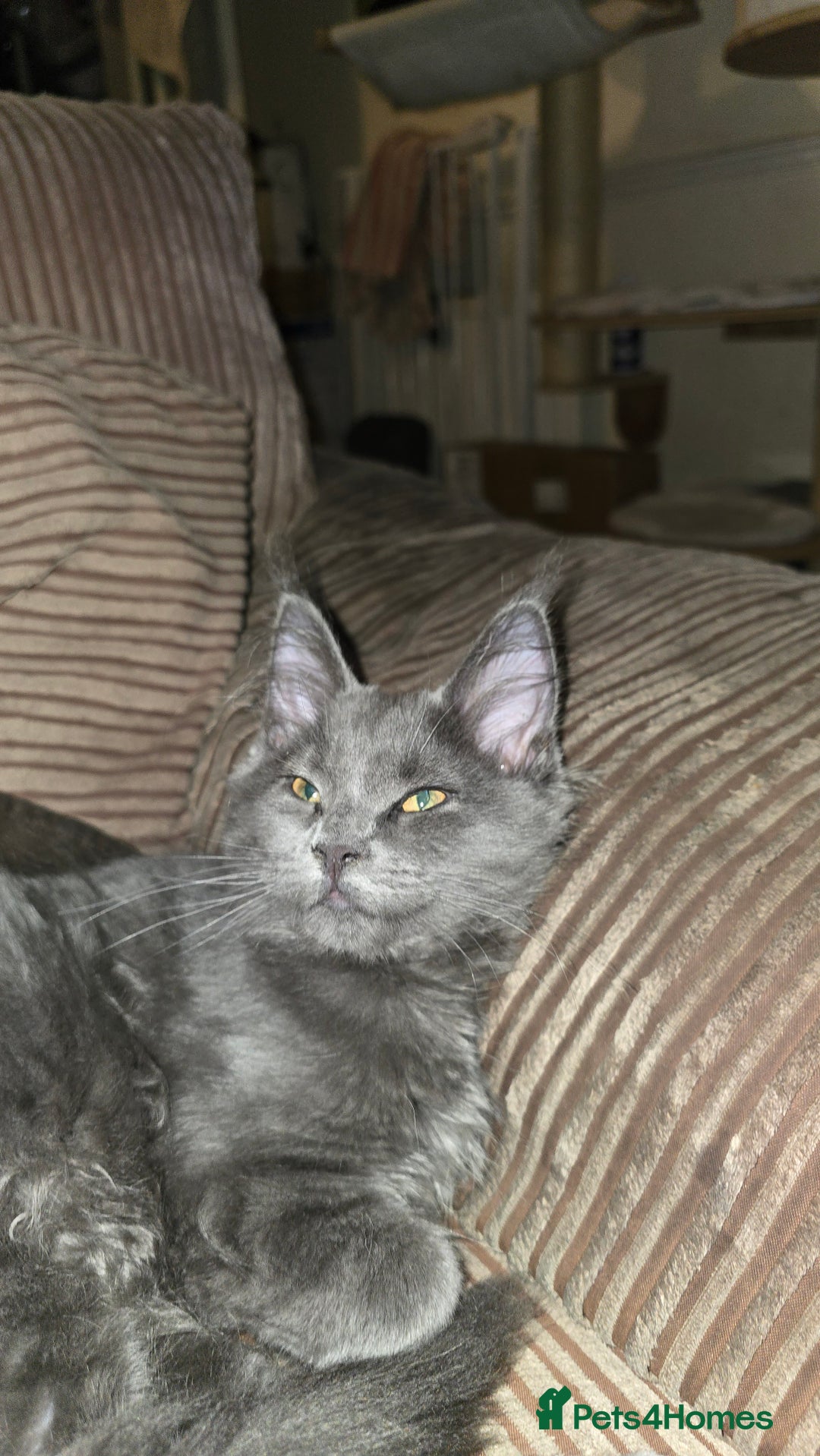 Maine Coon cats for sale: 5 beautiful maine coon ready to go - Advert 4
