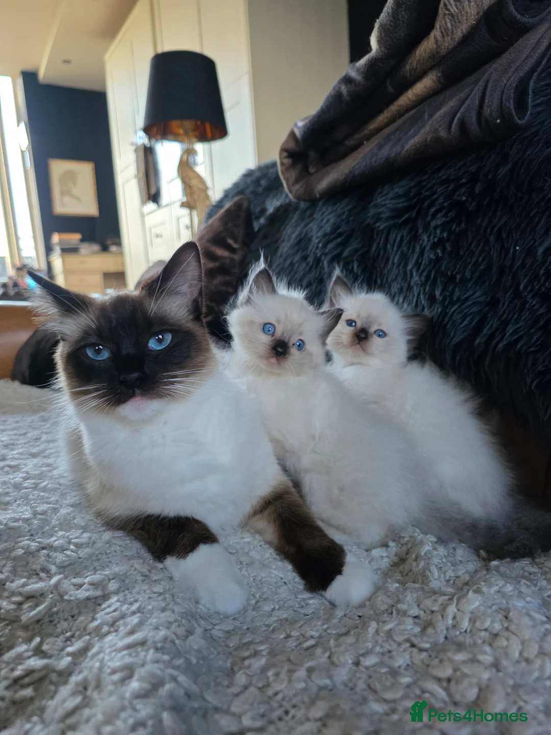 Ragdoll cats for sale: Beautiful Quality Ragdoll Kittens - Advert 13