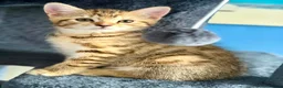 Bengal cats for sale: Beautiful kittens 🐈‍⬛  - Advert 7