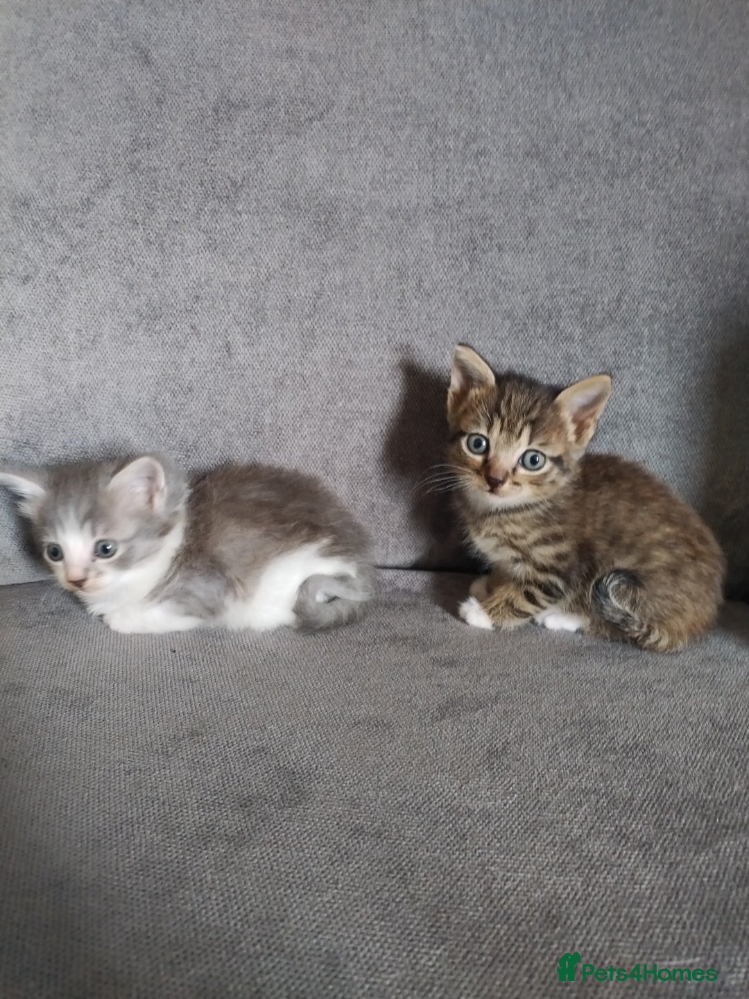 Mixed Breed cats for sale: 4 beautiful kittens ready for their forever home - Advert 10