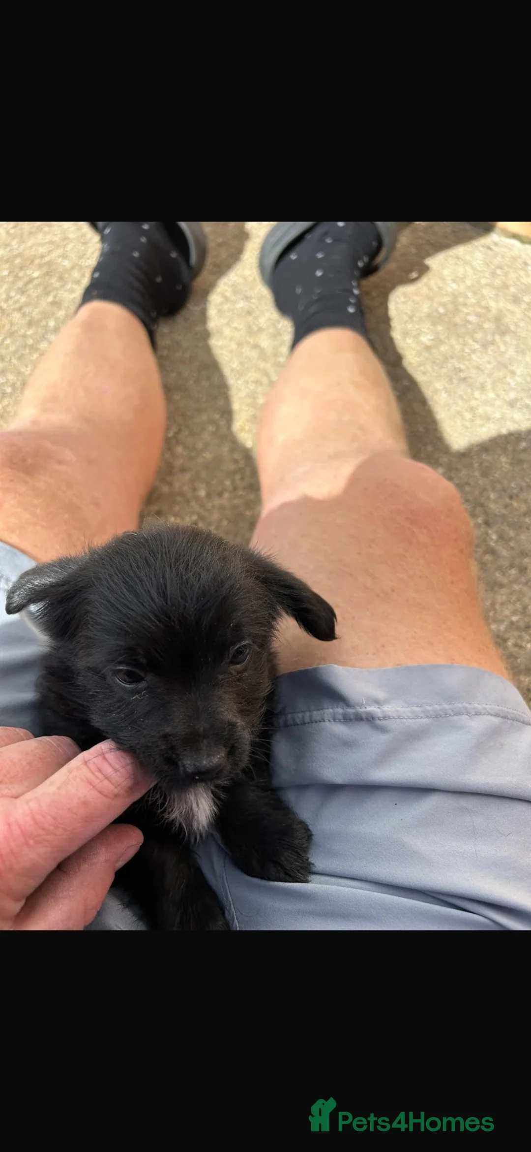 Mixed Breed dogs for sale: Jack Russell Kern Terrier cross - Advert 1