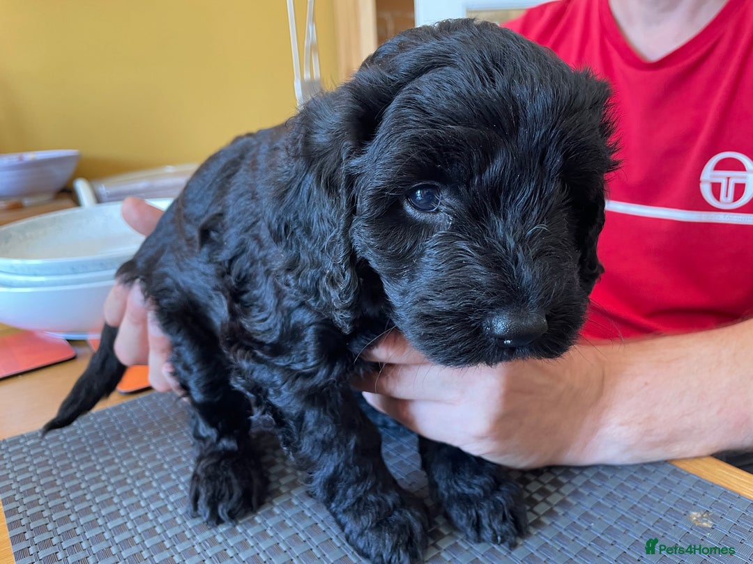 Sproodle dogs for sale: 1 Gorgeous F2 Sproodle Girl FULLY Vaccinated - Image 17