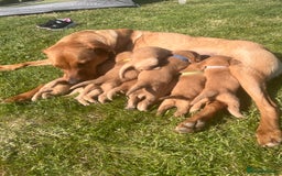 Labrador Retriever dogs for sale: Fox Red pedigree Labradors in Pwllheli - Image 11