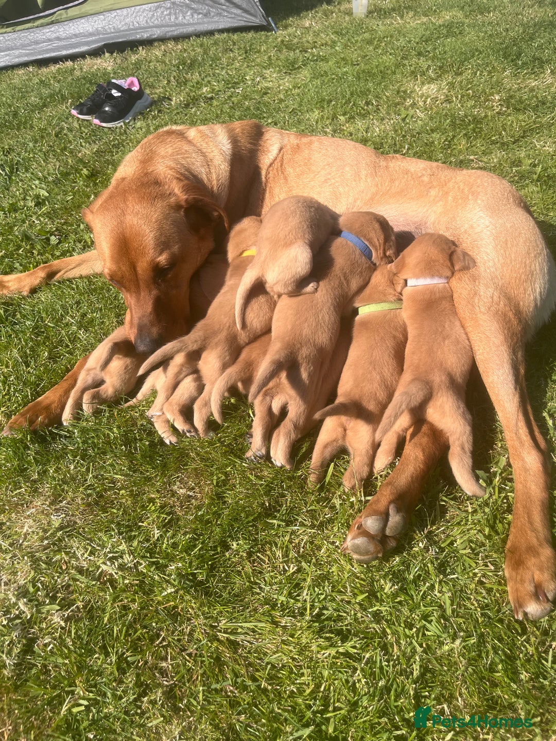 Labrador Retriever dogs for sale: Fox Red pedigree Labradors in Pwllheli - Image 11