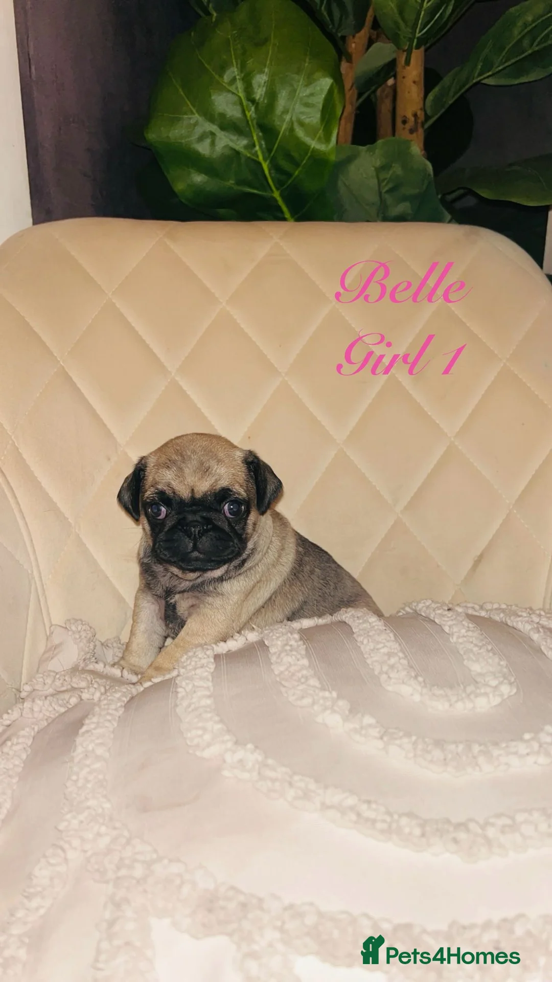 Pug dogs for sale: Top quality Pedigree pugs kc registered leeds - Advert 26