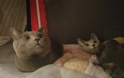 Russian Blue cats for sale: **TICA full pedigree Russian Blue kittens - Image 12