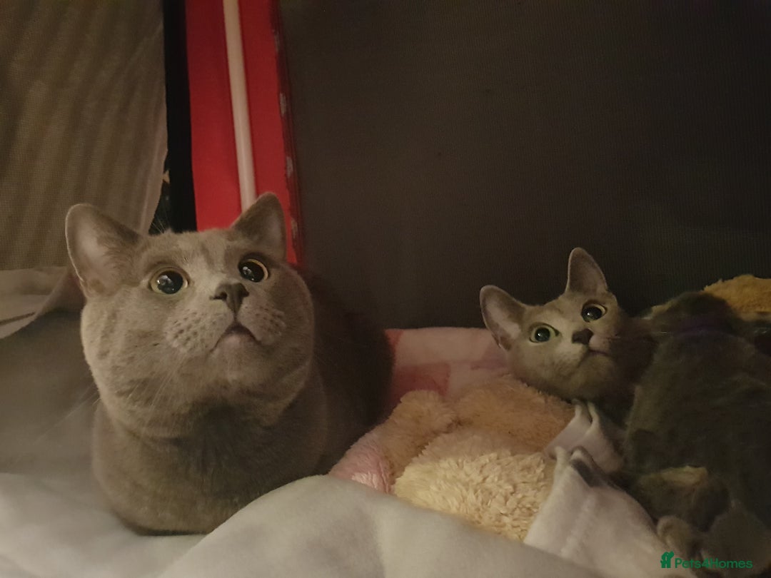 Russian Blue cats for sale: **TICA full pedigree Russian Blue kittens - Image 12