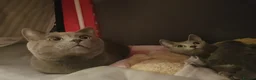 Russian Blue cats for sale: **TICA full pedigree Russian Blue kittens - Advert 29