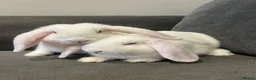 Mini Lop rabbits for sale: Lovely mini lop rabbits for sale  - Advert 28