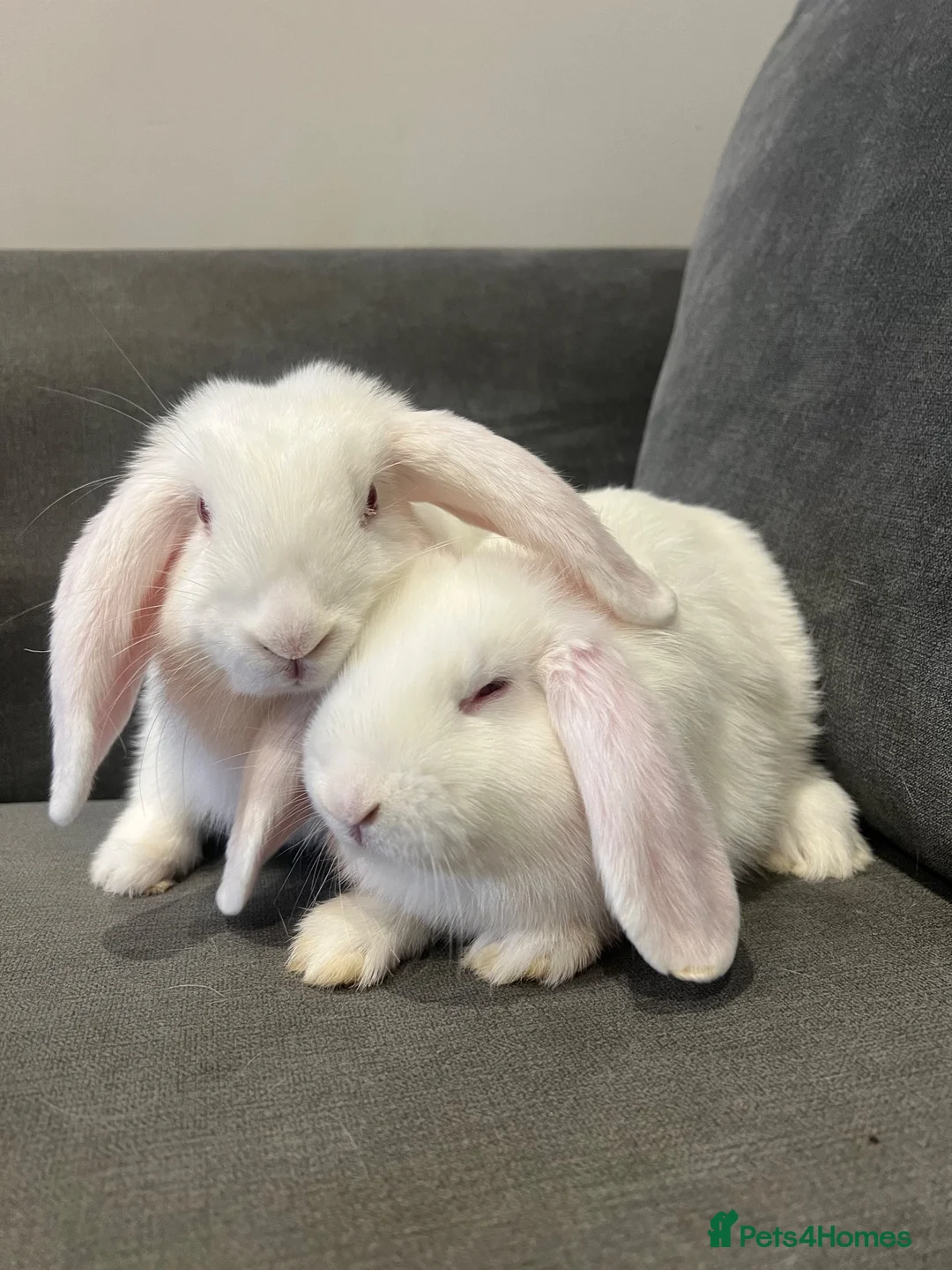 Mini Lop rabbits for sale: Lovely mini lop rabbits for sale  - Advert 28