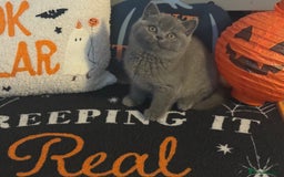 British Shorthair cats for sale: Kittens available to reserve  - Image 6