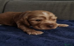 Cocker Spaniel dogs for sale: Charming English Show Cocker Spaniel Puppies  - Advert 6