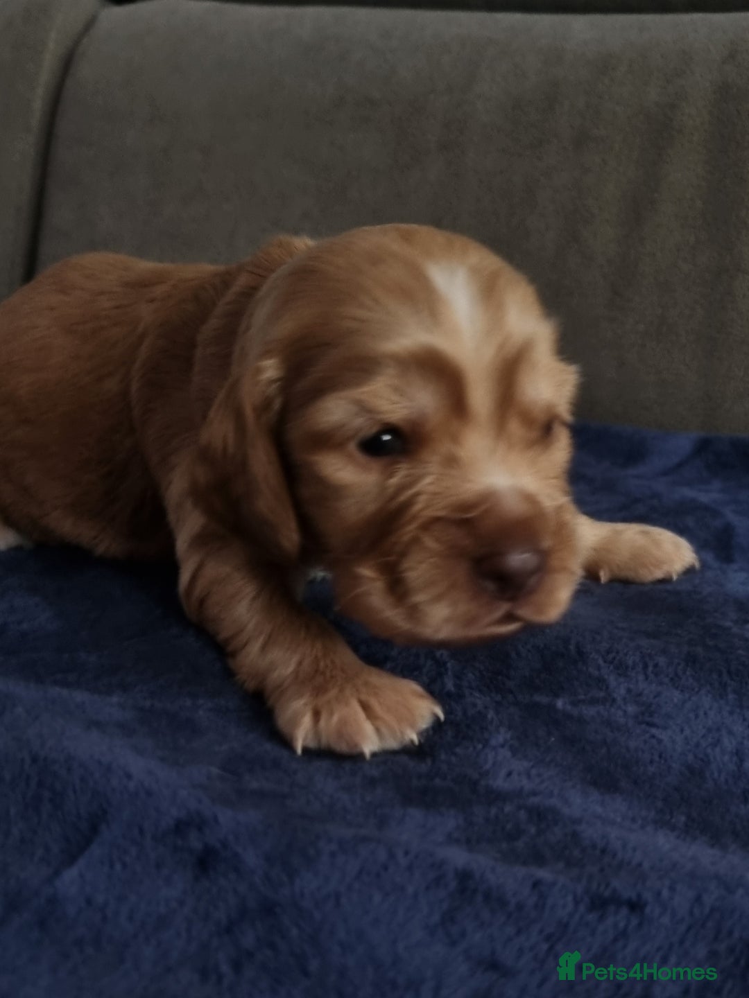 Cocker Spaniel dogs for sale: Charming English Show Cocker Spaniel Puppies  - Advert 6